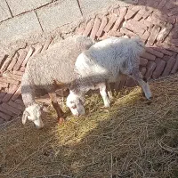 میش و بره
