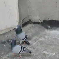 کفتر جفتگاه به شرط