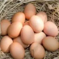 تخم مرغ نطفه دار