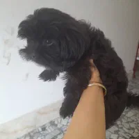 سگ نژاد شیتزو