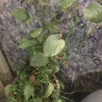 گل پتوس بزرگ با گلدان