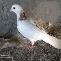 کبوتر