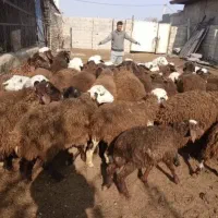 قدیمی ترین گوسفند فروشی در کرج و مناطق اطراف