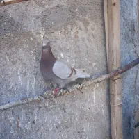 کبوتر سرابی ماده