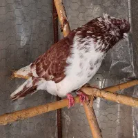 تعداد14 کبوتر اس فوری