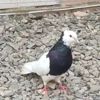 فروش طوقی ماده
