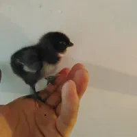 جوجه مرندی 2 روزه