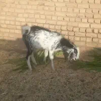 بزغاله نر خوشگل