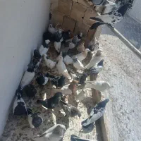فروش کبوتر