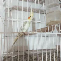 یک جفت طوطی عروس دوکت فروش ومعاوضه