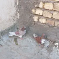 کبوتر پرشی