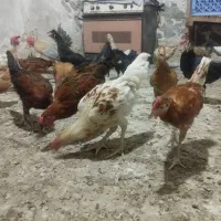 مرغ و خروس