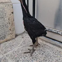 جوجه لاری