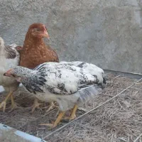 مرغ نیمچه