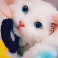 گربه بریتیش ماده سفید