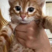 بچه گربه