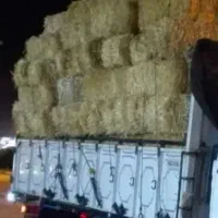 کاه‌سفیدگندم