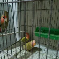 فروش طوطی کتوله برزیلی