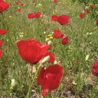 ۱۰۰۰متر باغ حصار شده با نیم ساعت آب در سیس