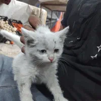 گربه|گربه|شیراز, شهدای شهرک سعدی|دیوار