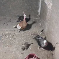 سه عدد بوقلمون بالغ ماده به همراه دو تا جوجه