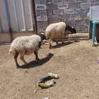 گوسفند ابستن