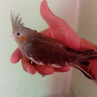 عروس هلندی جوجه ۲ماهه