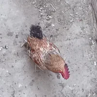 فروش خروس