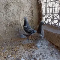 کبوتر ترکیه بالا تازه دونخور دو عدد