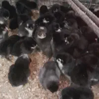 فروش جوجه بلک استار
