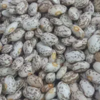 فروشنده حضوری و غیر حضوری