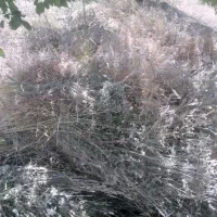 علف و یونجه