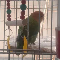 طوطی برزیلی