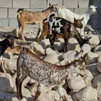 نسل دار|حیوانات مزرعه|بندر گناوه, |دیوار