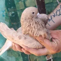 نر هما زرد ساعت بالا
