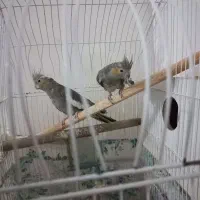 باسلام  عروس هلندی شماره تماس