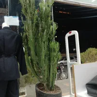 گیاه افوربیا
