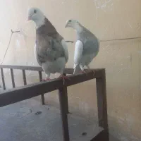 کبوتر طوقی شازده یا سرور