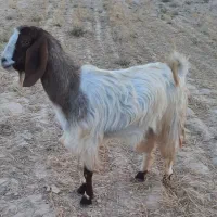 فروش کهره نر تیشتر   قصر جوان چاق