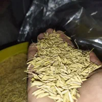 تخم برنج هاشمی اصل درجه یک