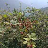 تمشک تابستانه جنگلی