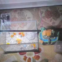 ۲ عدد اکواریوم خوشگل با تمامی تجهیزات