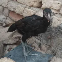 جوجه لاری