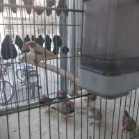 تعدادی فنج جفتی ۲۵۰