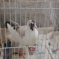 کفتر