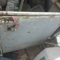 کفتر|پرنده|تربت جام, رضاآباد|دیوار