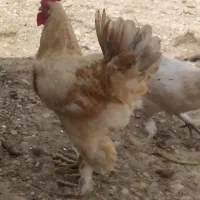خروس وغاز