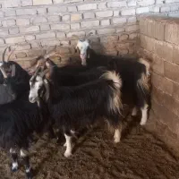 بز داشتی