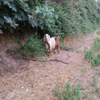 بز دوقلوزا