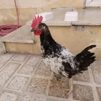 نیمچه مرغ و خروس